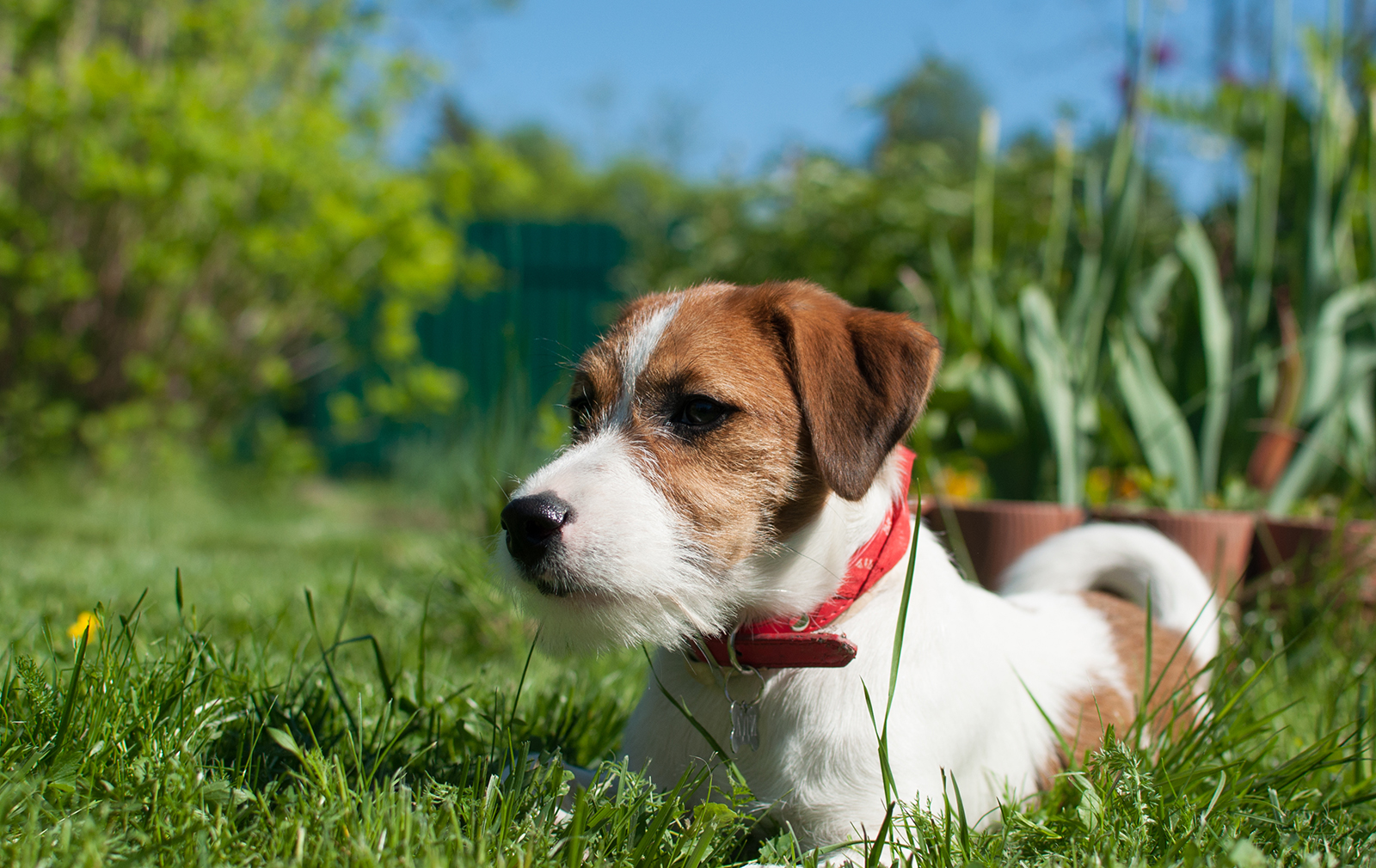 dog-in-red-collar-sitting-in-grass