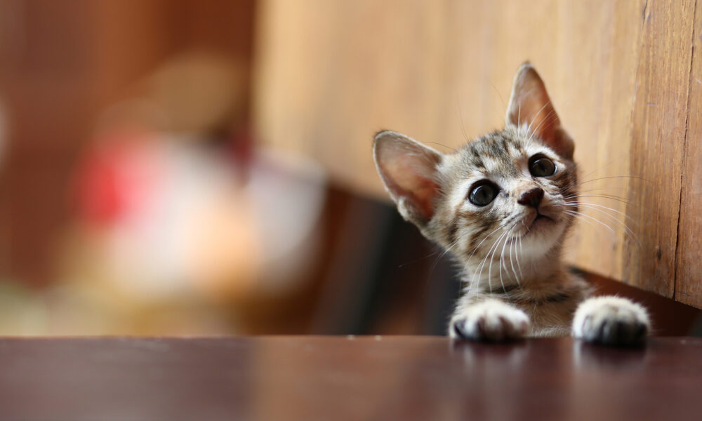 animal-animal-rights-baby-kitten-looking-up-on-table