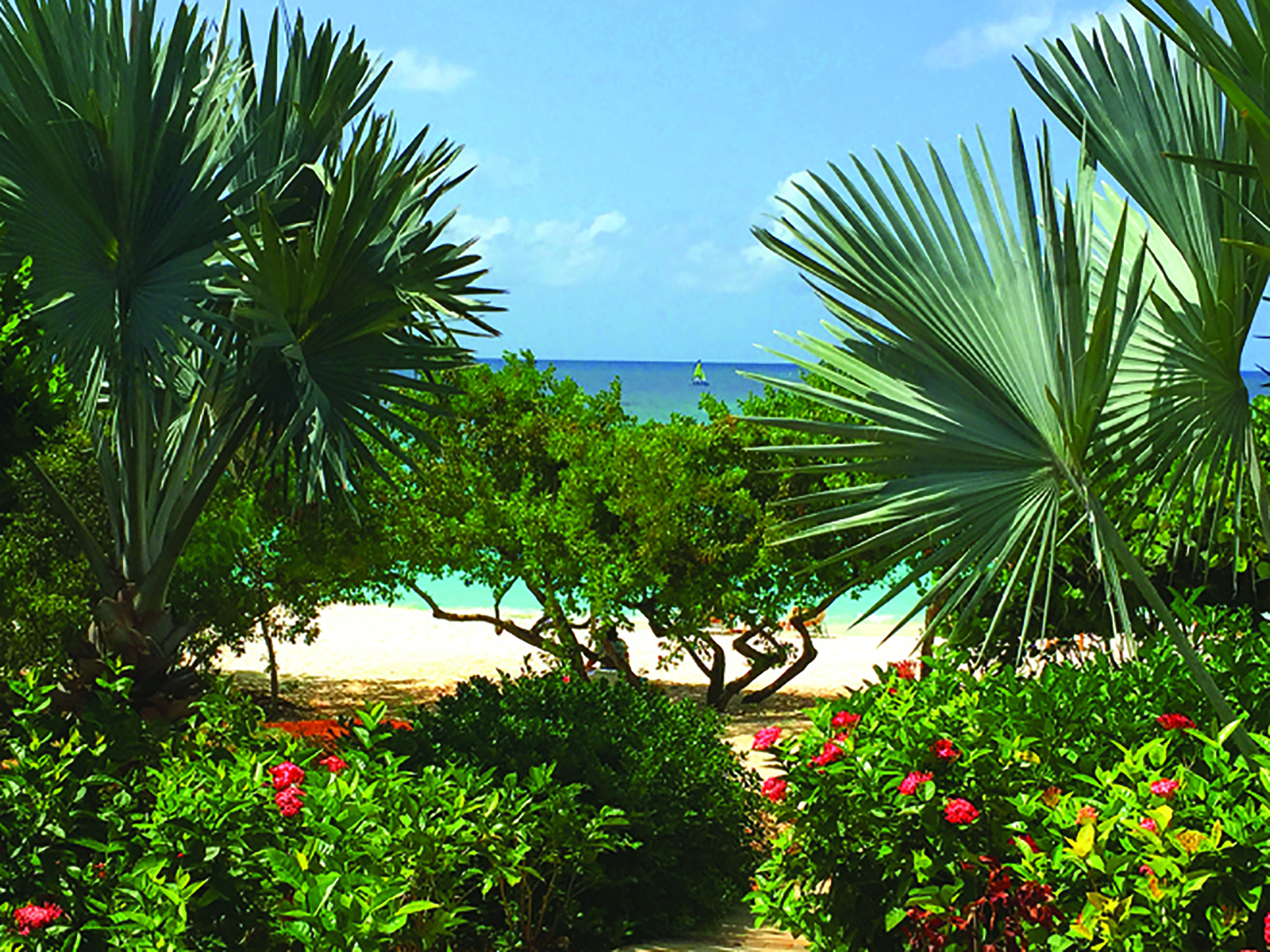 Zemi-Beach-House-Anguilla-BTS-greenery-palm-trees-flowers