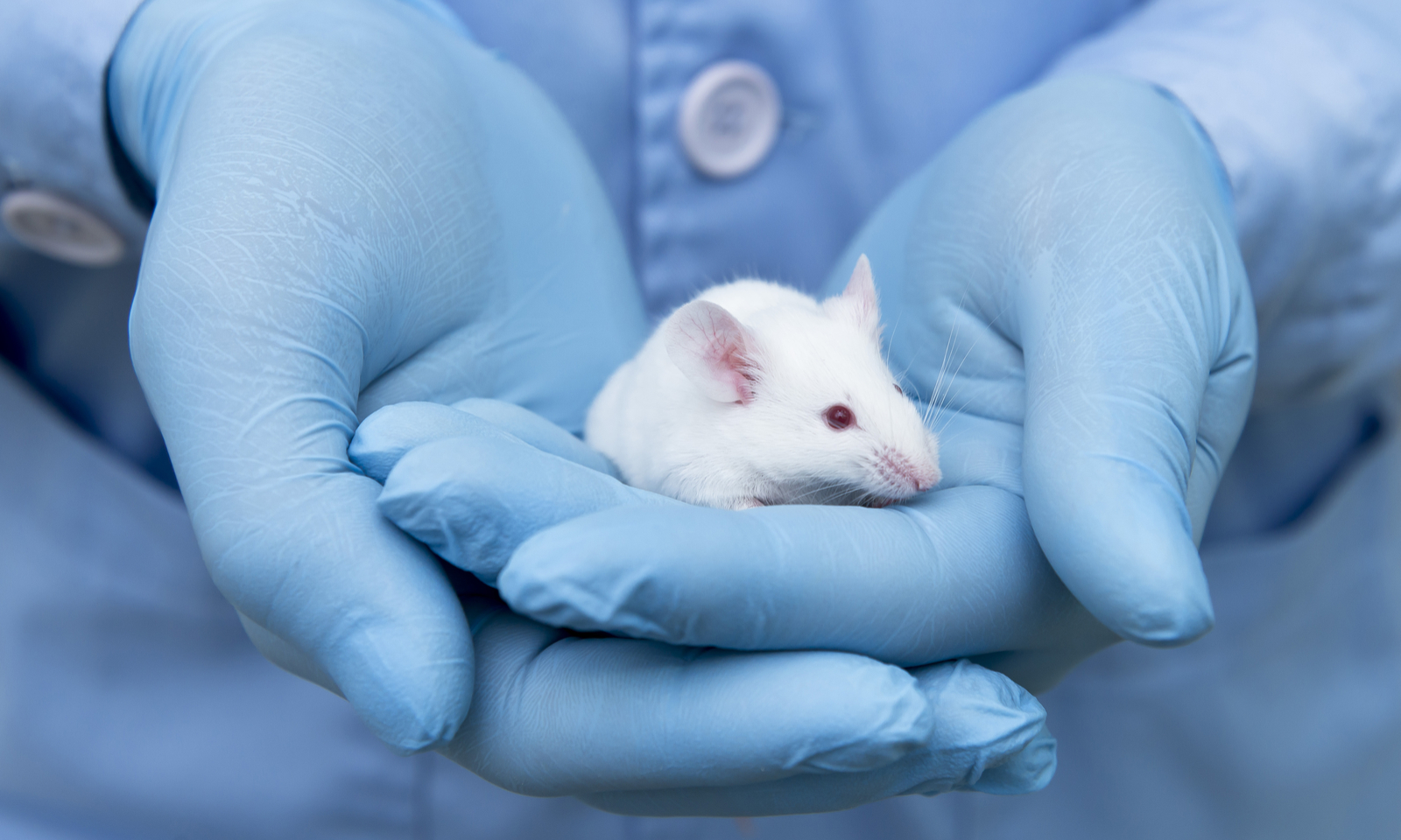 animal testing, cruelty-free, cruelty-free, rat, mouse