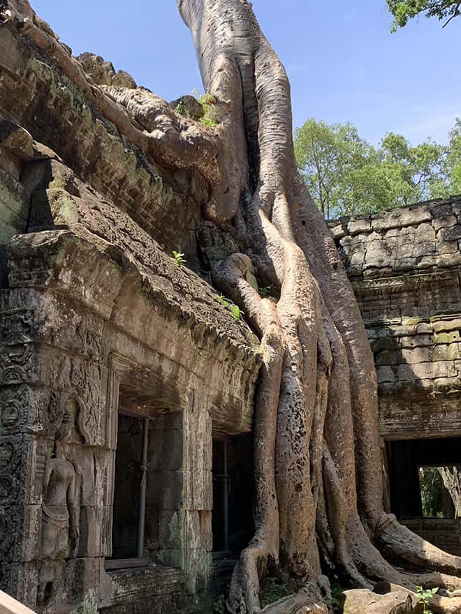 The-Top-Temples-to-See-in-Angkor-Ta-Prohm