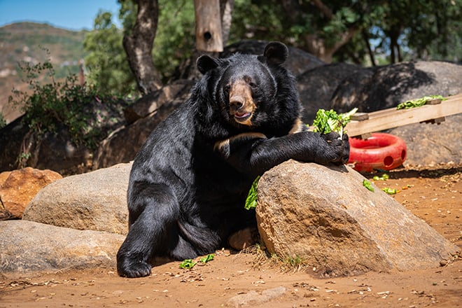 Teddy_Himalayan Black Bear_SHARYN UMANA ANGERS