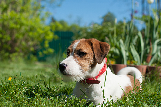 tips-for-new-dog-owners-dog-laying-in-grass