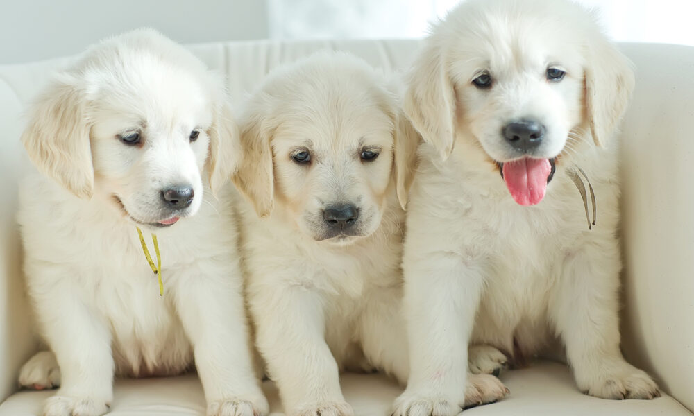 tips-for-new-dog-owners-puppies-sitting-on-couch-puppy