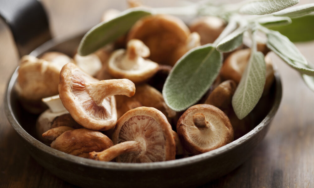 healing-power-of-mushroom-gummies-bowl-of-mushrooms-scaled