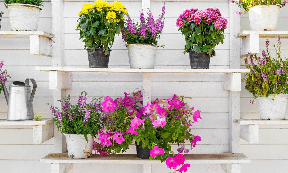 white-pallets-garden-flowers