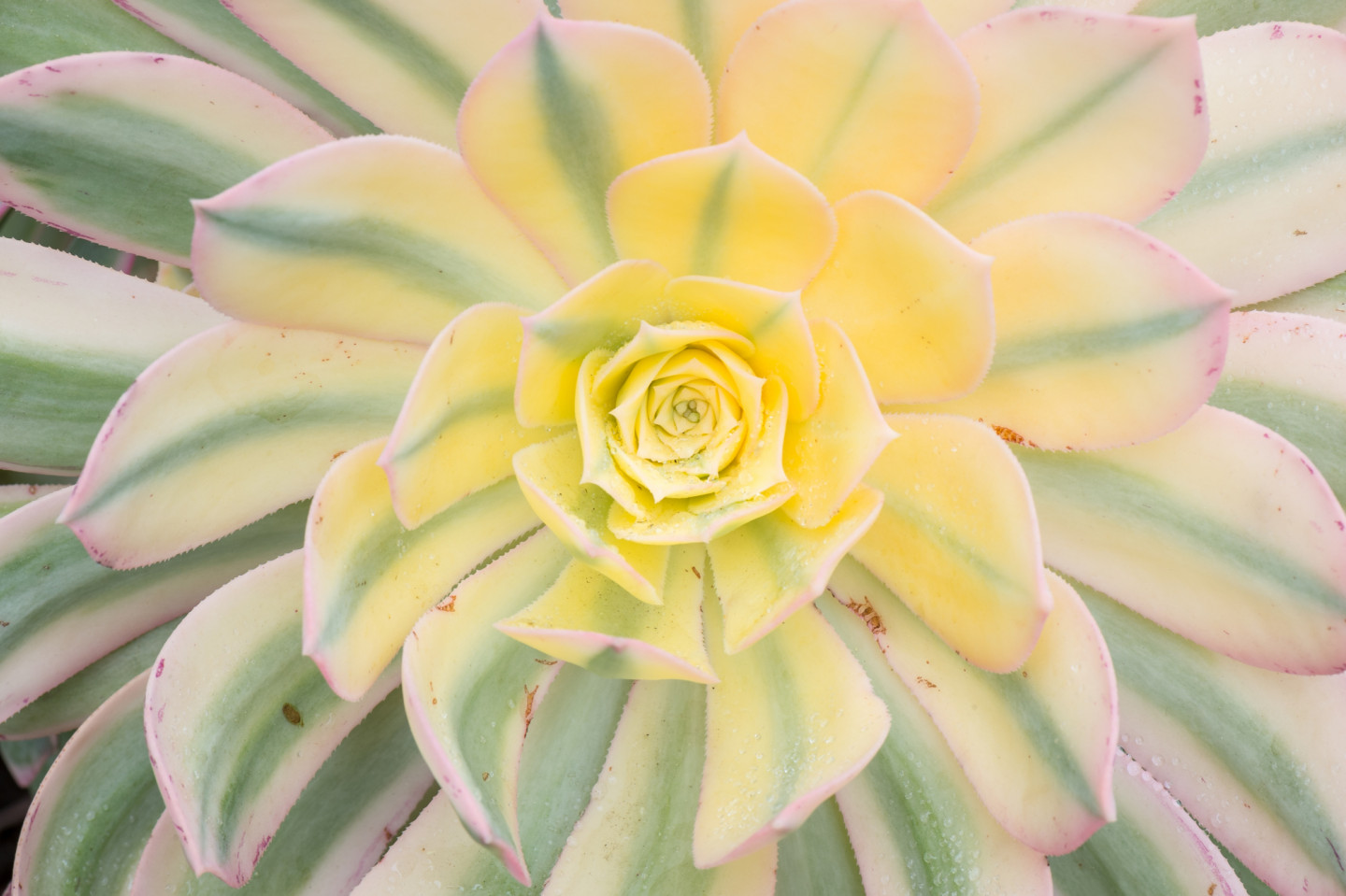 Nature 2